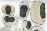 Lot: Assorted Devonian Trilobites - Pieces #80637-2
